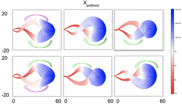 PUNCH polarization data trace out the 3D chirality of coronal mass ejections (CMEs) as they move through the 
			heliosphere. Axes and color bars are in units of solar radii.